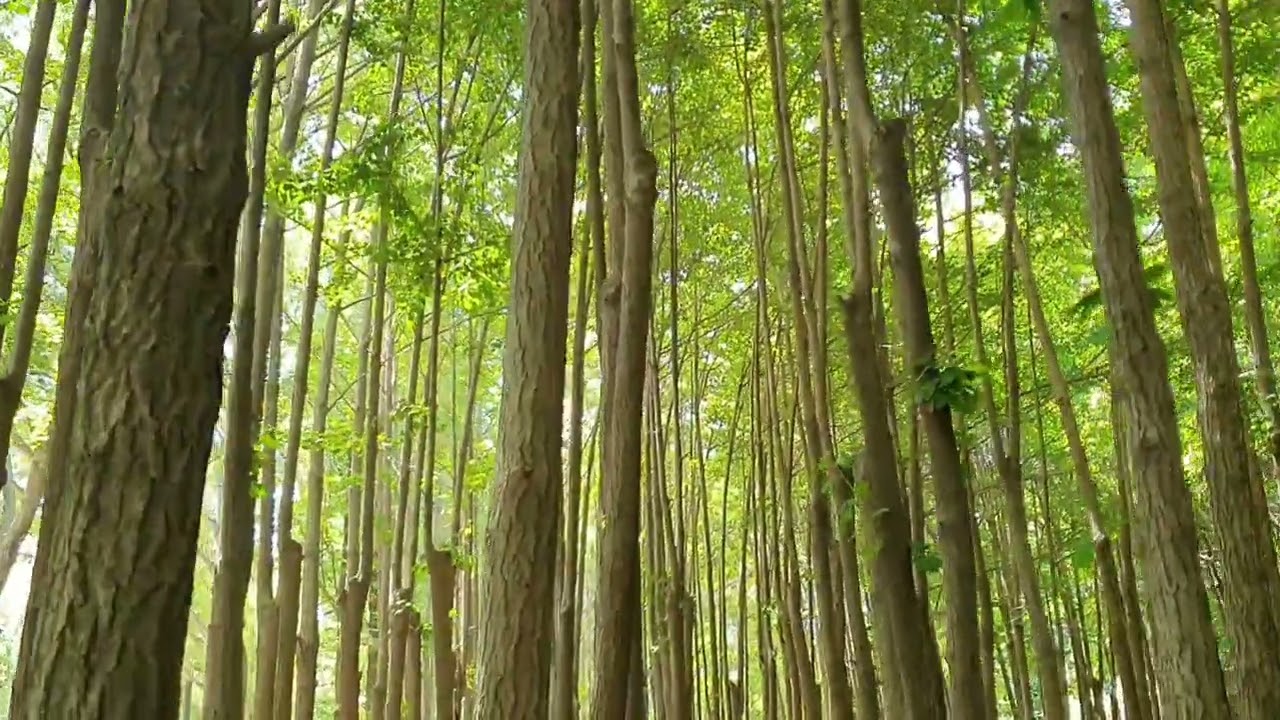 All for the  love of a girl - 커버 양지연 팬플룻연주