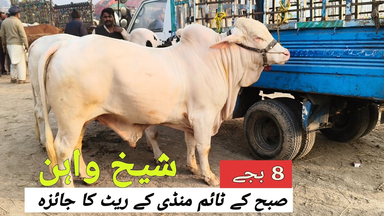 Sheikhwan Mandi Suba 8 Bjy Mandi k Rate Ka Jaiza Lay | @MandiBoy8080 | Zeeshan khan 