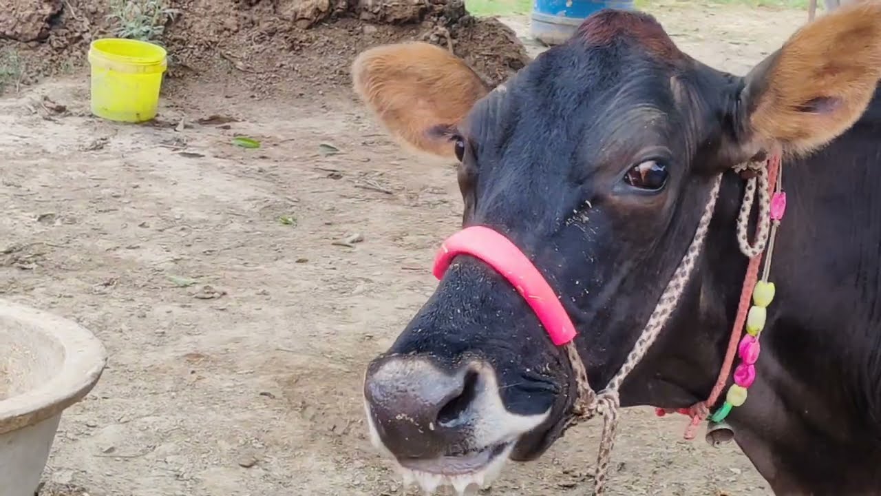 आज दोनों बहने निकली हैं घूमने, हमारी गाय को आज क्या हो गया #minivlog #cowvlog #डेलीउत्तरप्रदेश
