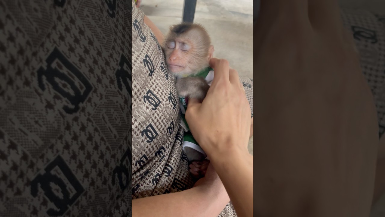 The baby monkey gets very angry when someone touches him while he's sleeping!😂