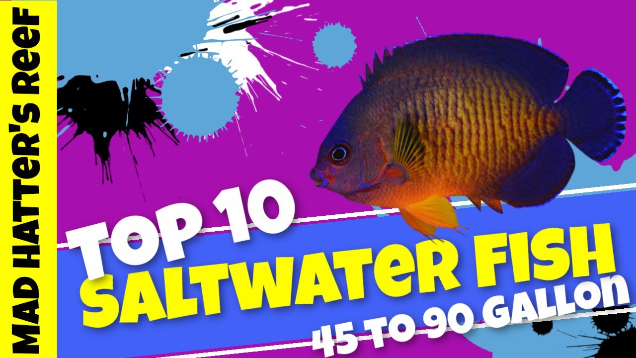 Top 10  Saltwater Fish for a 45 to 90 gallon aquarium
