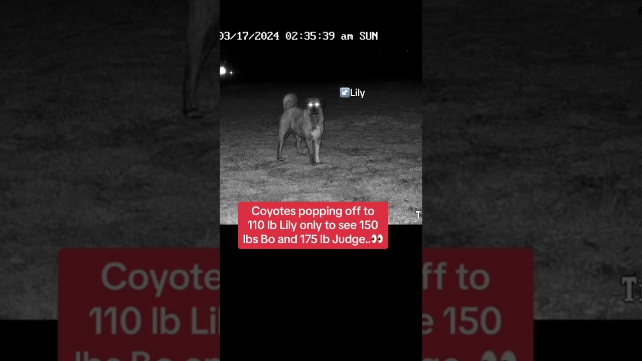 Coyotes sounding off to Lily but she isn&rsquo;t alone.. #livestockguardiandog
