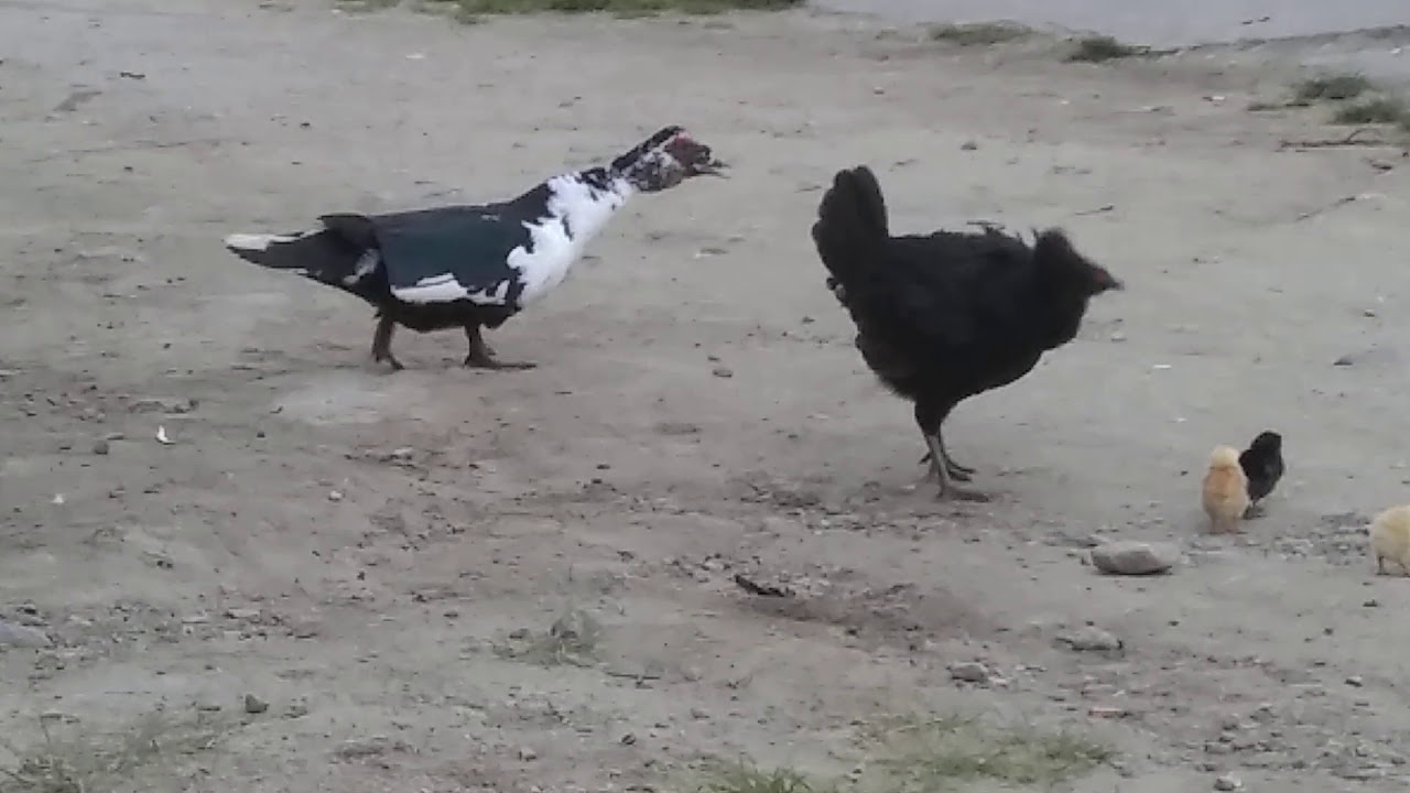 hibrido pollo pato
