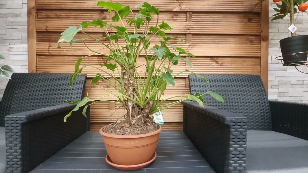 Promocyjny Philodendron Xanadu\Thaumatophyllum xanadu