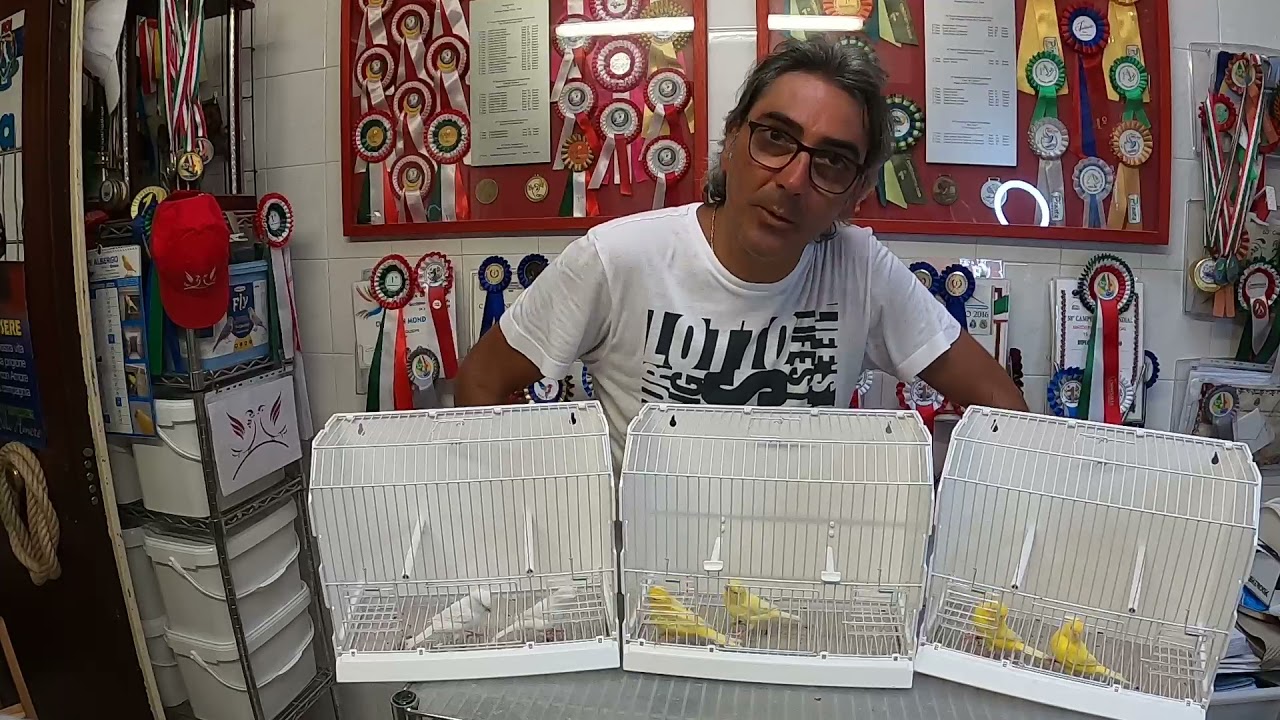 I canarini più belli dell'allevamento!😃
