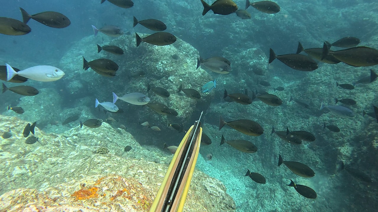 【素潜り魚突き】2025年7月20日【spearfishing in JAPAN】