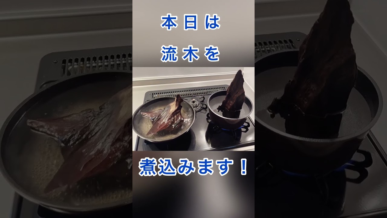【流木の煮込み】#水槽 #アクアリウム #流木 #シュール #高評価が励みになります