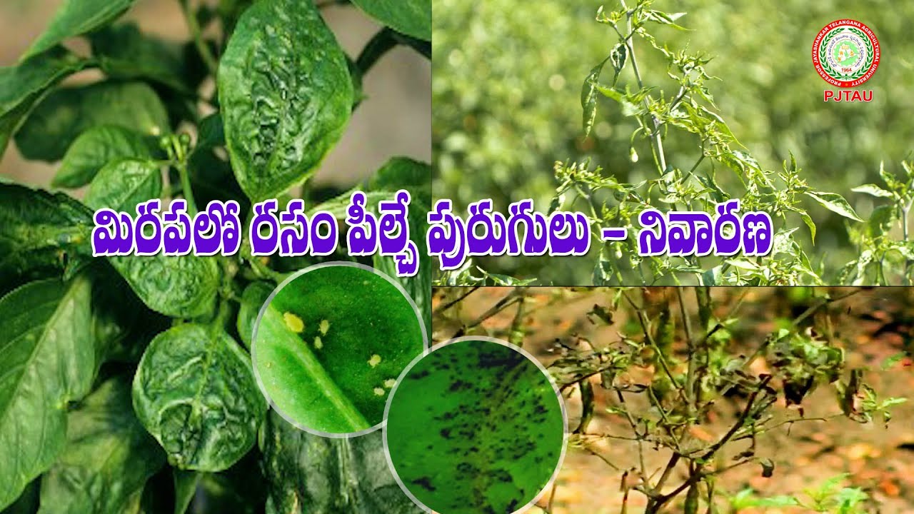 మిరపలో రసం పీల్చే పురుగులు - నివారణ II PJTAU II