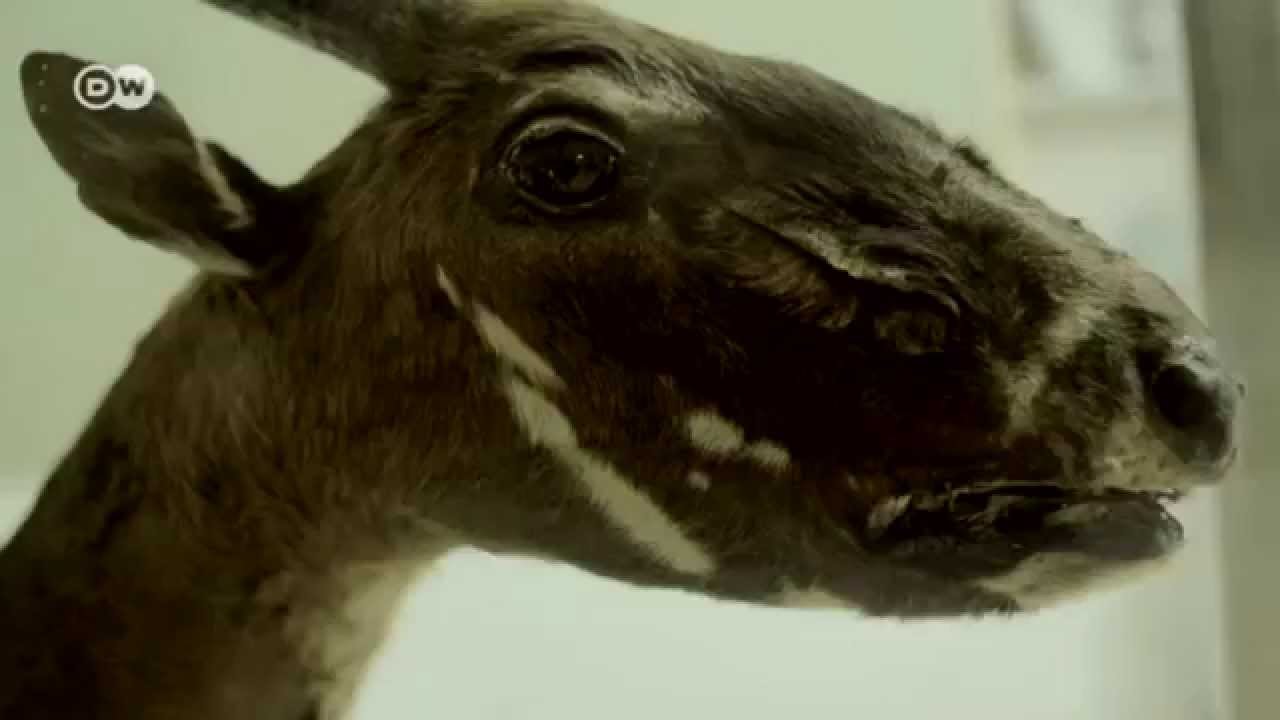 Leeches on the trail of the rare saola | Environment