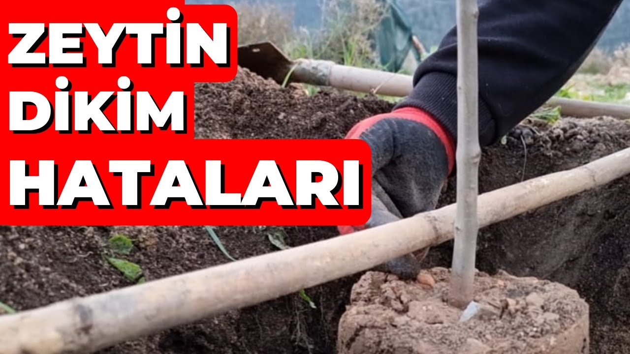 Zeytin Fidanı Nasıl Dikilir, Dikerken Nelere Dikkat Edilir?  #tropikaltopraktv dündar yıldız #zeytin