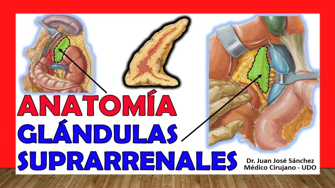 🥇 GLÁNDULAS SUPRARRENALES. Anatomía, ¡Fácil Explicación!