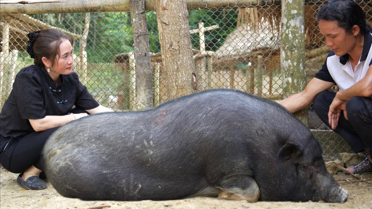 Zon buys a giant pig to prepare pork for the wedding , vang hoa