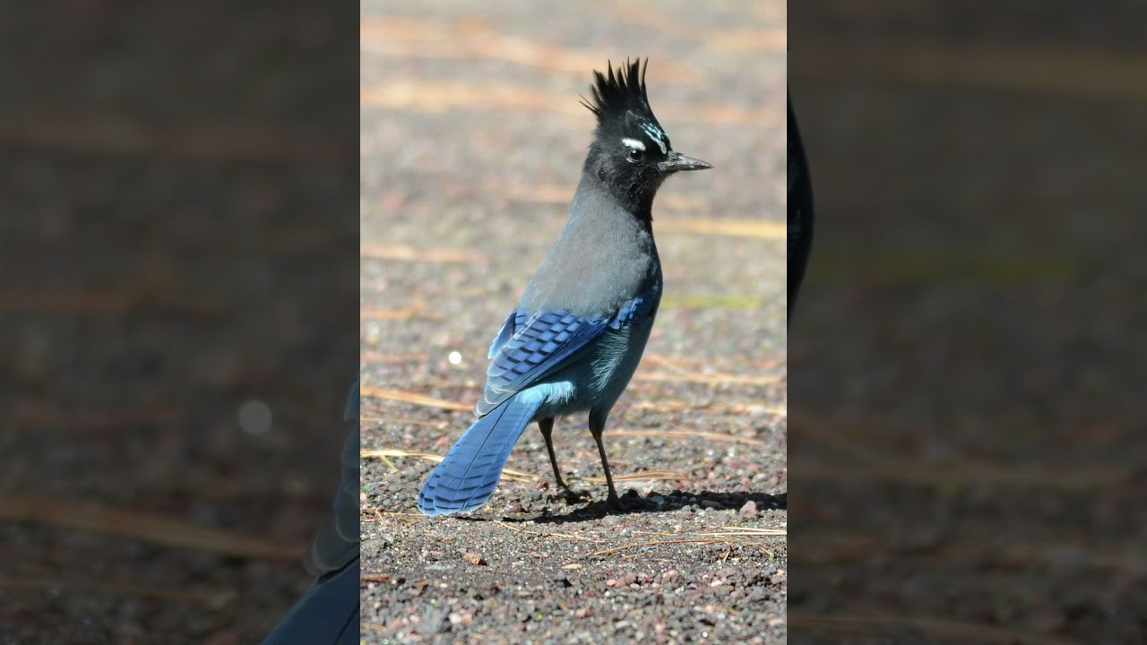 Steller's jay sounds