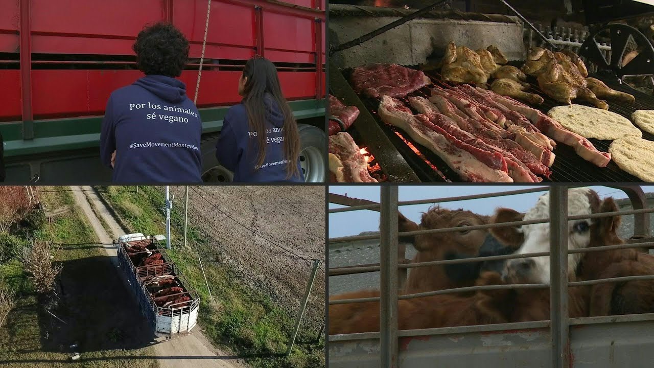 Un ritual vegano antes de la faena del ganado en el carnívoro Uruguay | AFP