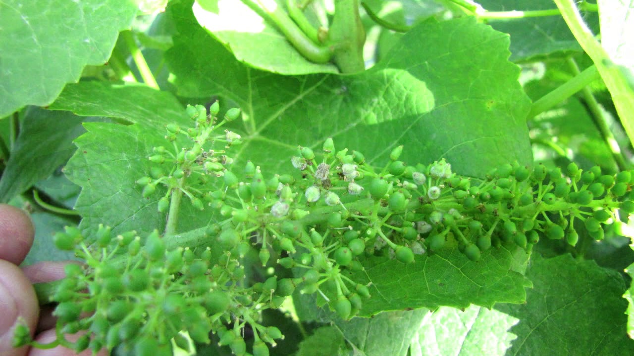 A szőlő gombabetegségei –  Peronoszpóra