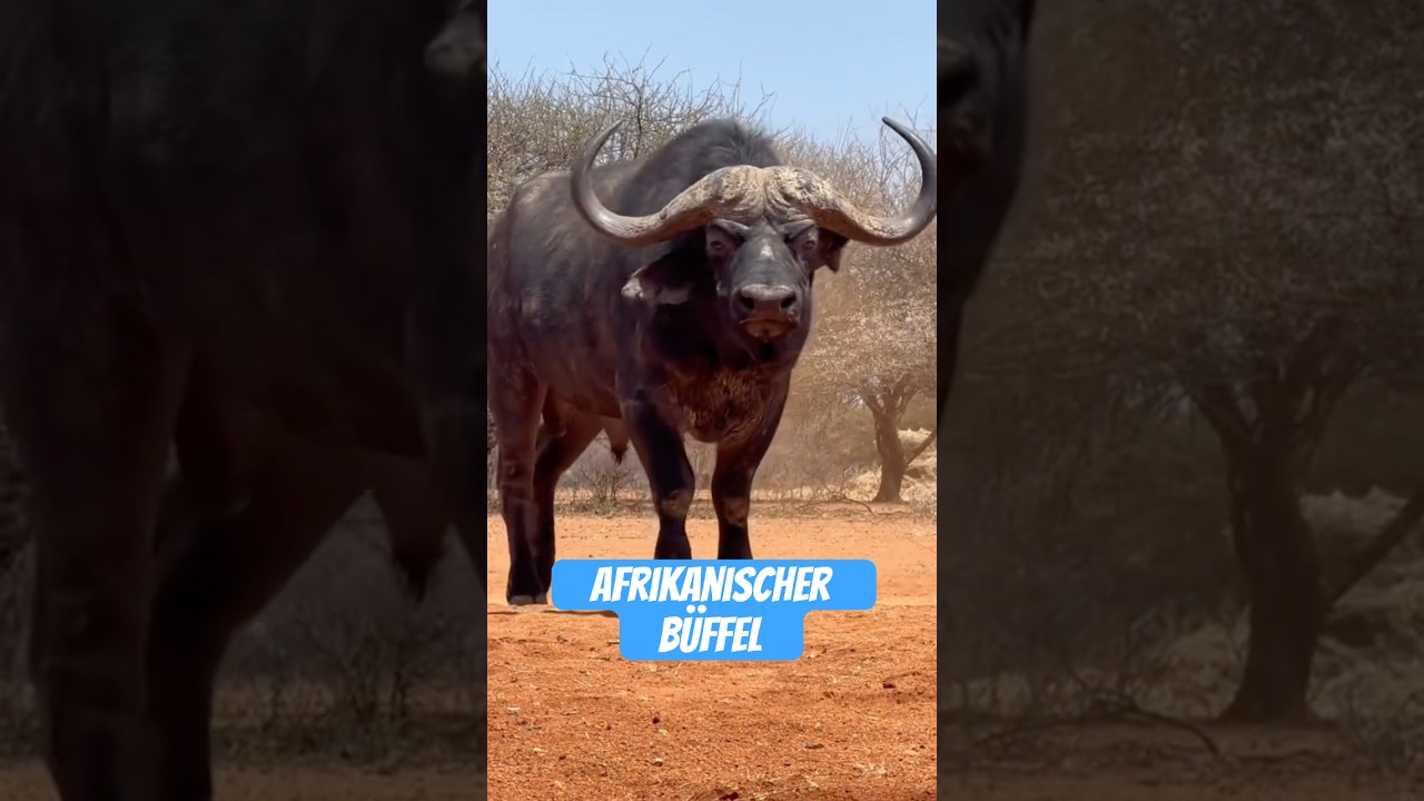 Afrikanischer B&uuml;ffel: Der unaufhaltsame Wutpanzer der Savanne!