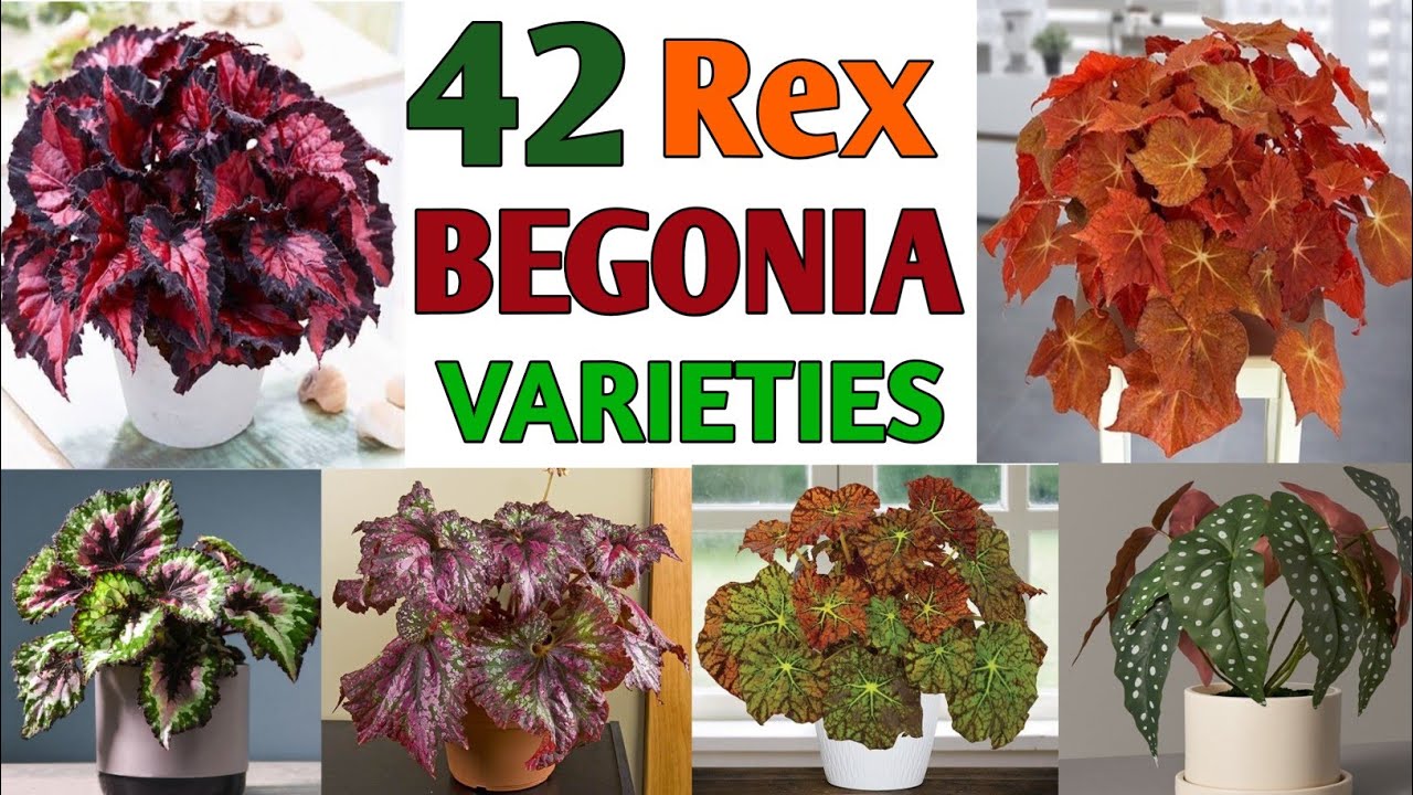 42 Rex Begonia Varieties | Rex Begonia types | Rex Begonia Identification | Plant and Planting