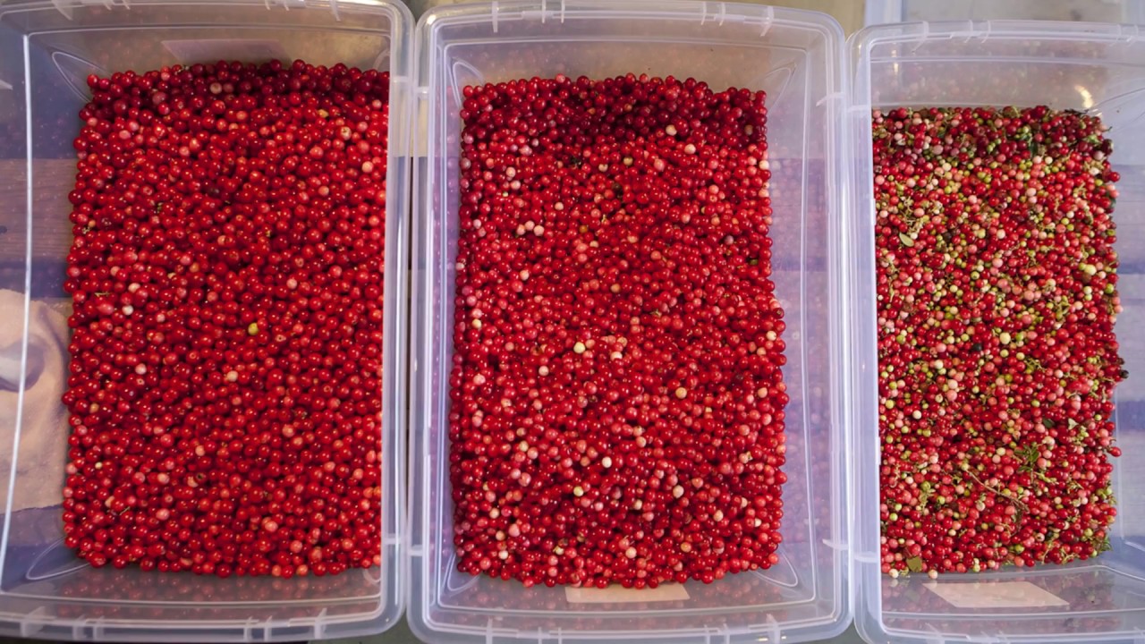 Production du champ d'airelles à votre assiette !