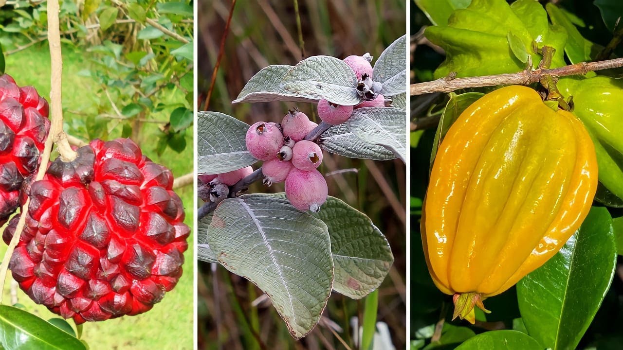 10 Frutas Típicas do CERRADO Brasileiro Mais Incríveis e Curiosas