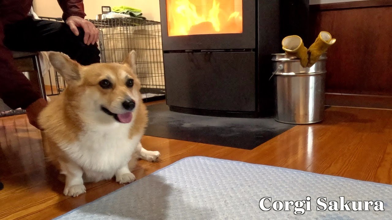 薪ストーブの近くで心地良さそうに過ごすコーギー / A Corgi getting cozy by the wood stove.