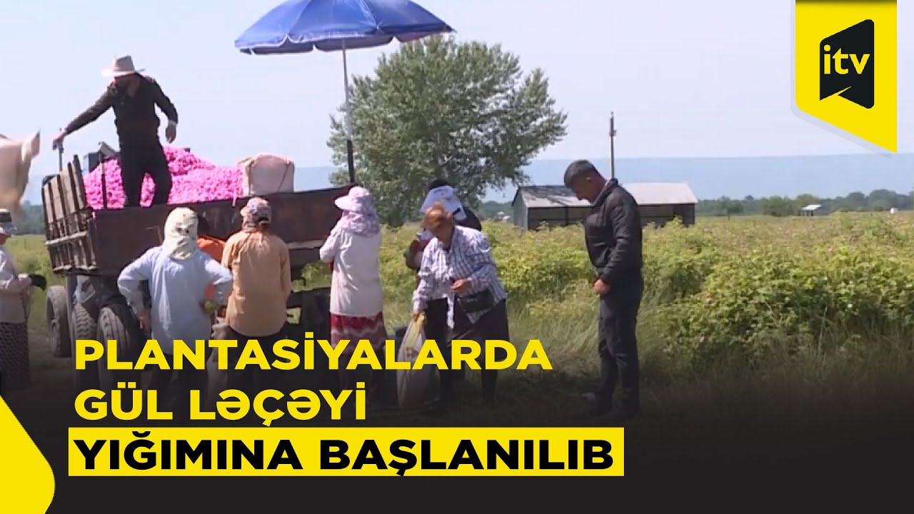 “Qızılgüllər diyarı” kimi tanınan Zaqatala
