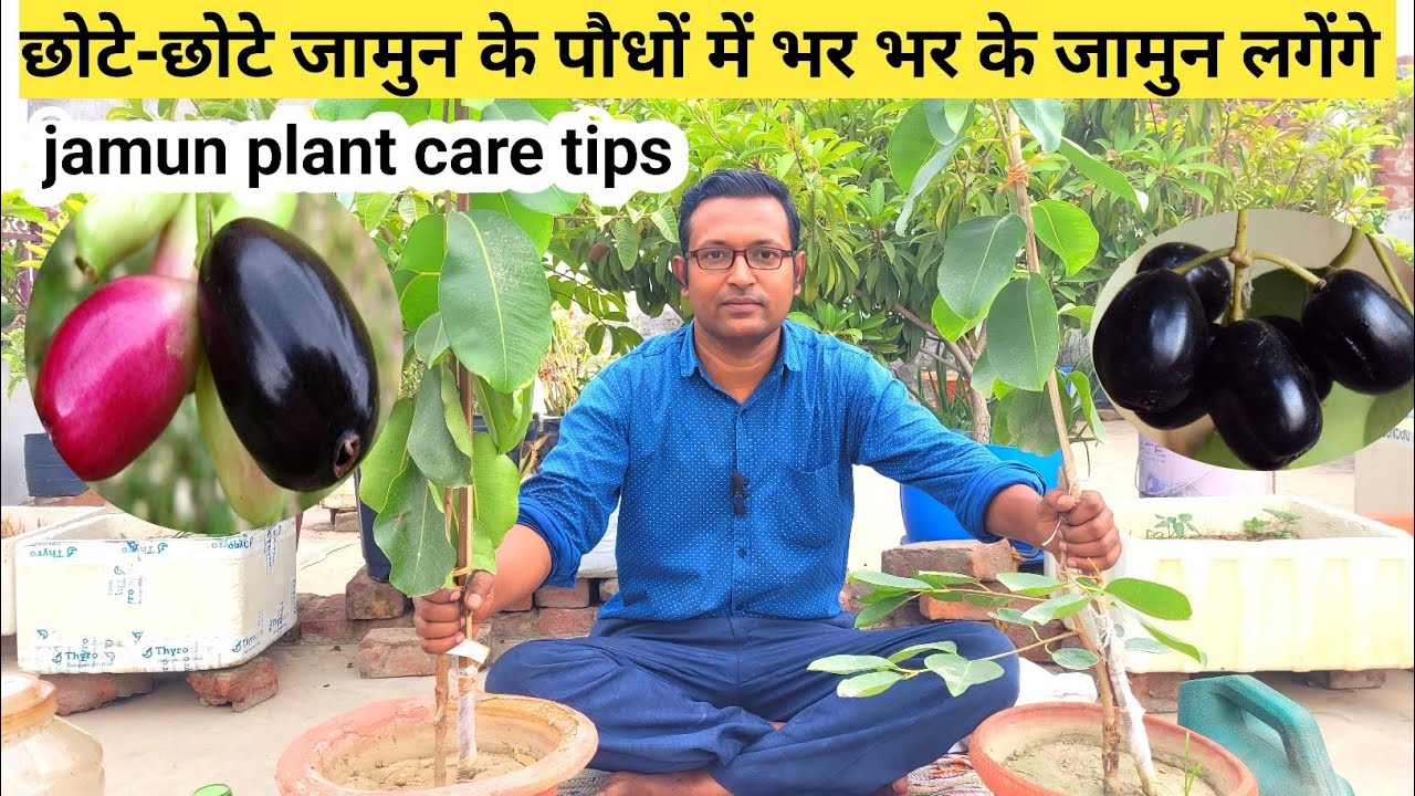छोटे छोटे जामुन के पौधे में भर भर के जामुन लगेंगे | बस यह तरीका जान लीजिए | grow jamun plant in pot