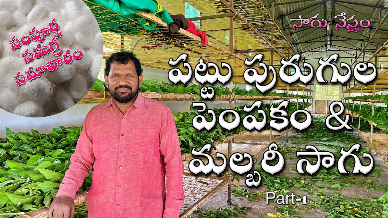 Sericulture | పట్టు పురుగుల పెంపకం | మల్బరీ సాగు | Silkworm Rearing & Mulberry Cultivation |