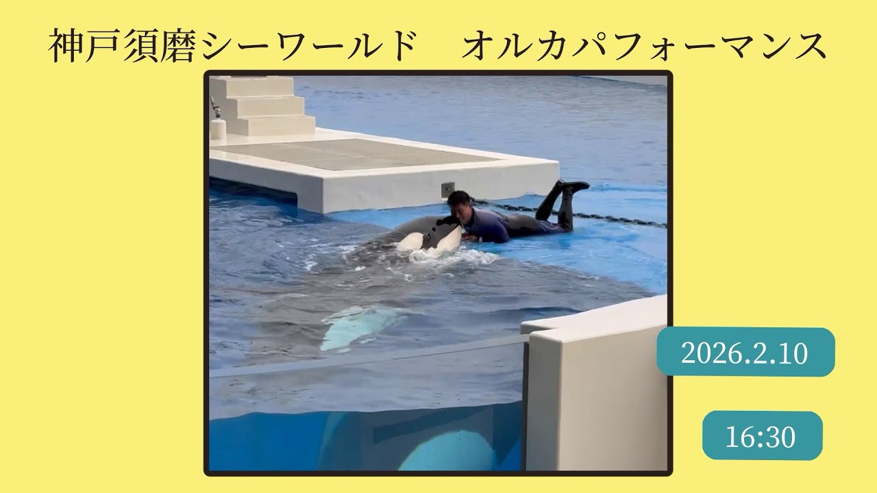 神戸須磨シーワールド　オルカパフォーマンス　2026.2.10 16:30