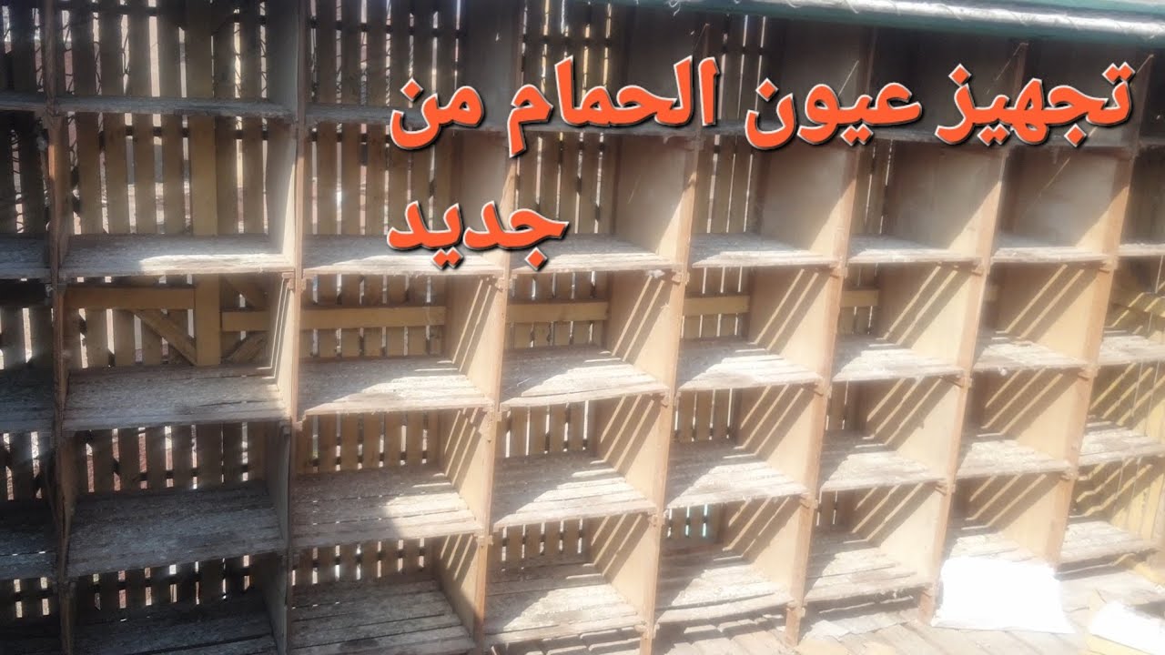 تجهيز عيون الحمام من جديد تعال نتفرج مع بعض