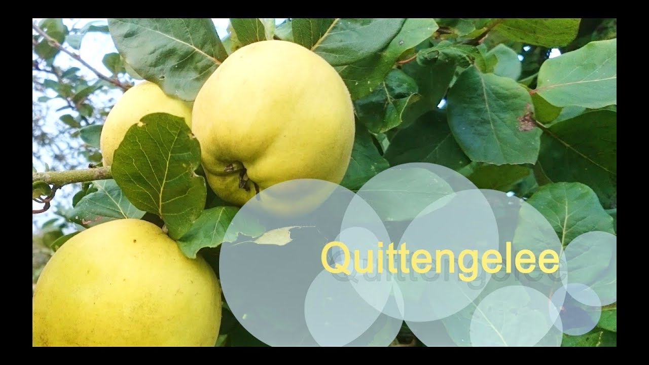 Quitten | Einfache Rezepte aus der bäuerlichen Küche