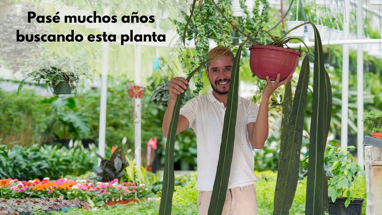 Viajé horas por carretera BUSCANDO UNA PLANTA QUE SIEMPRE SOÑÉ 