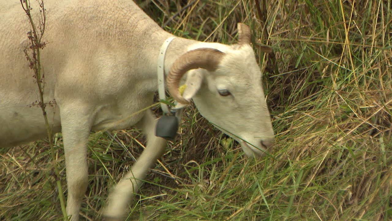 À Bergerac, les riverains contestent les mouton-tondeuse écologiques