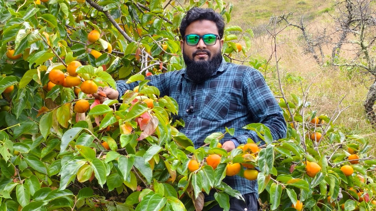 Persimmon, Apple 🍏 🍎 Garden In Shergaon (Arunachal Pradesh)