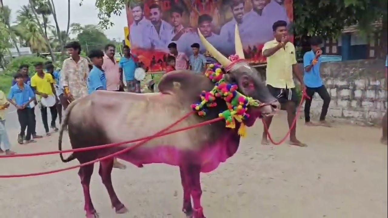 மல்லியகரை ஜல்லிக்கட்டு நாயகன் பேரா சந்தோஷ் 2025 தேர் திருவிழா திரௌபதி அம்மன் தரிசனம்...