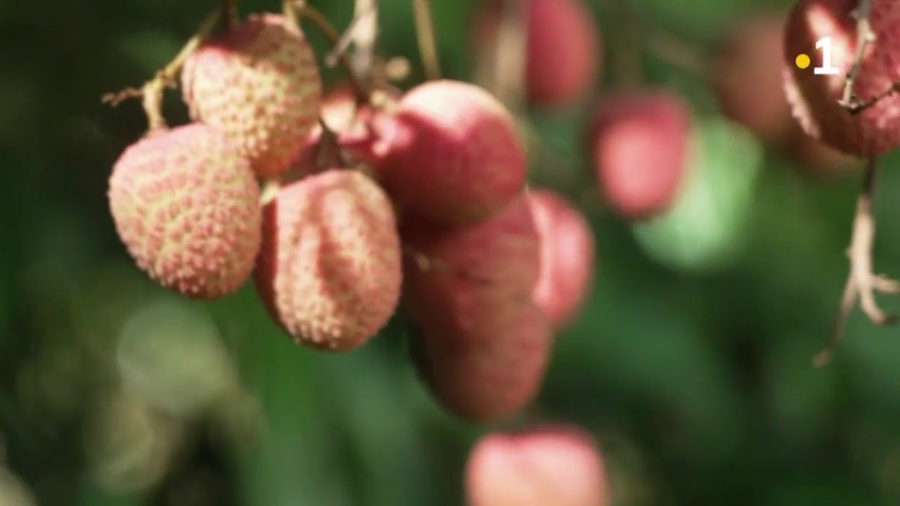 Les letchis de Madagascar s’exportent en Europe