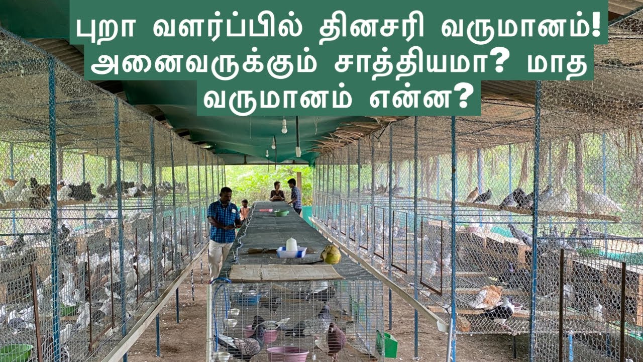 புறா வளர்ப்பில் தினசரி வருமானம்! Daily income in pigeon breeding