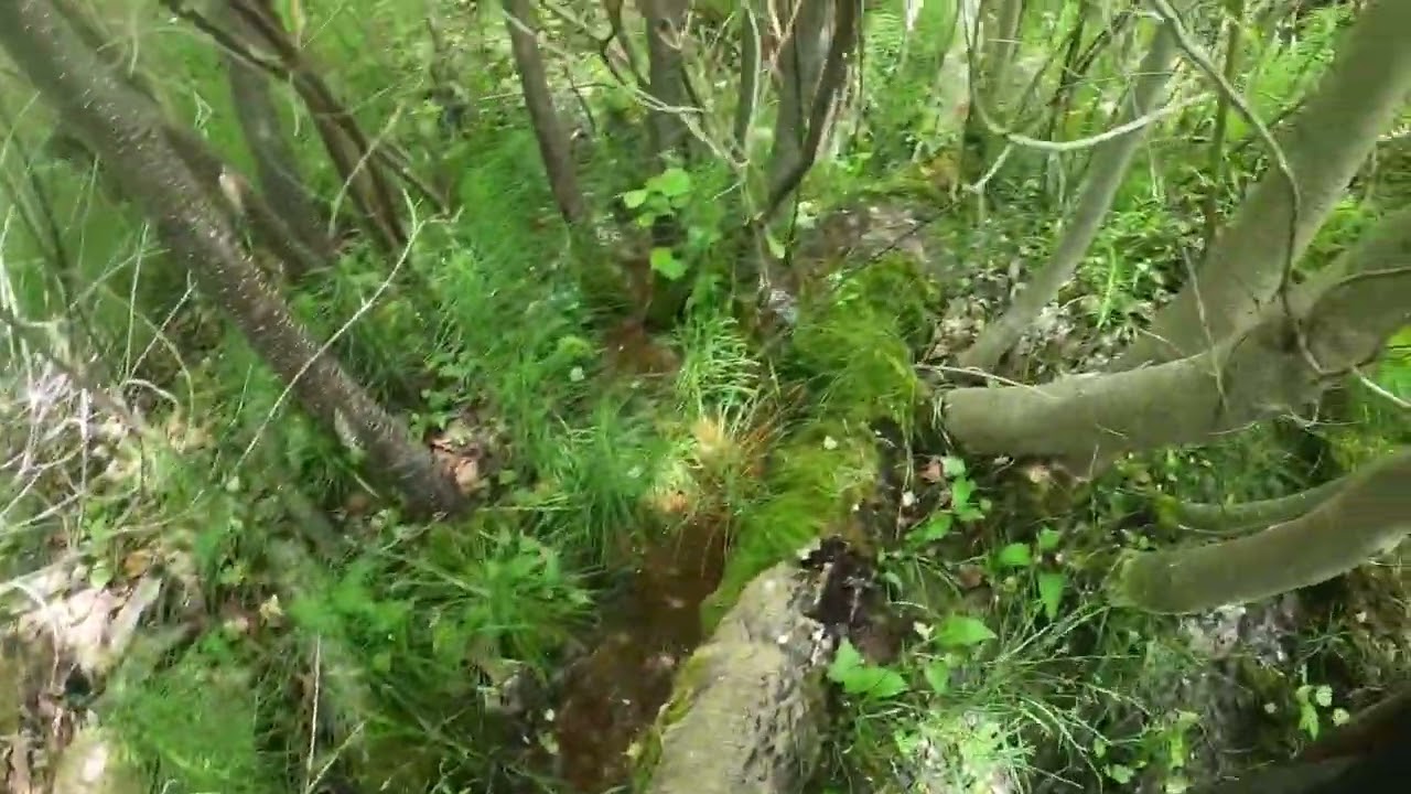 Ancient Beaver Dam