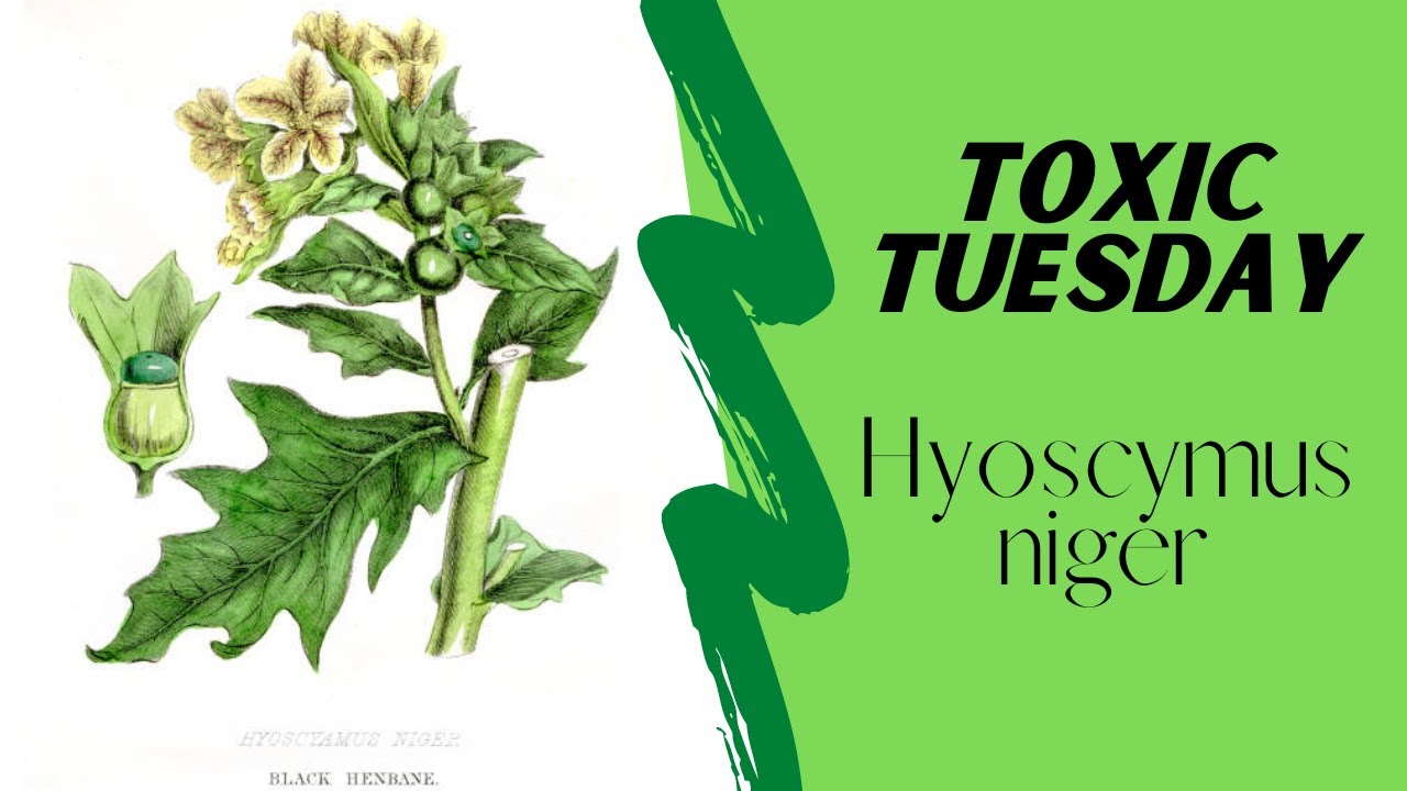 Hyoscymus niger - Henbane