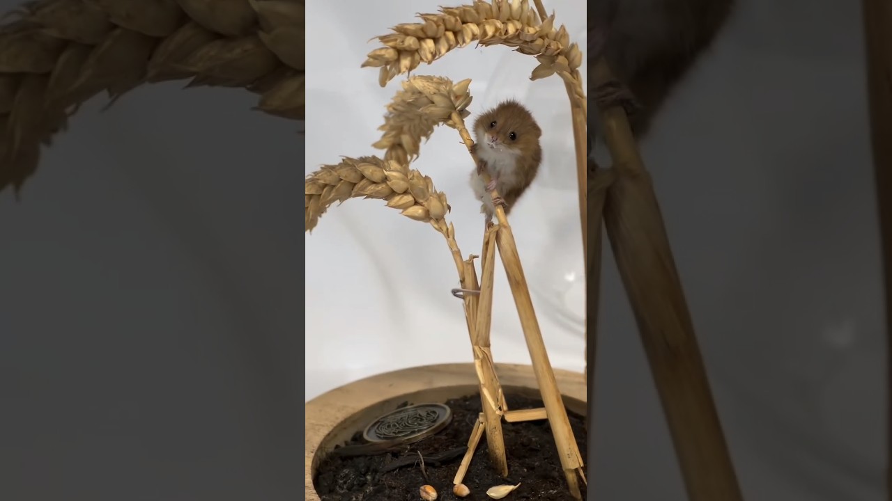 Texidermy Harvest Mouse!🐁