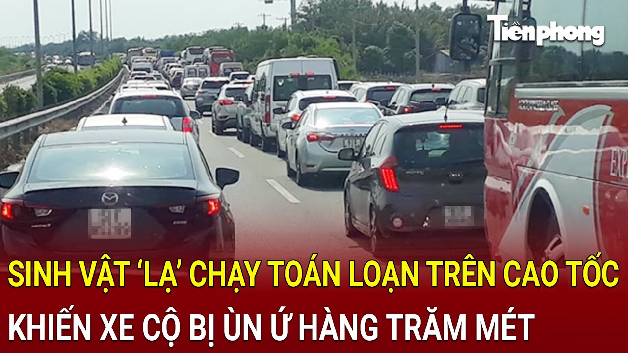 Bản tin thời sự: Sinh vật ‘lạ’ chạy toán loạn trên cao tốc khiến xe cộ bị ùn ứ hàng trăm mét