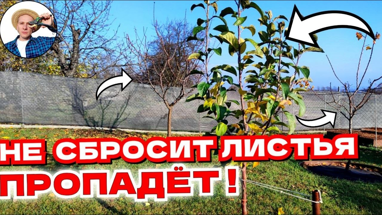 Яблоня не сбрасывает листья перед зимой — ЭТО ОПАСНО? Что делать с деревом