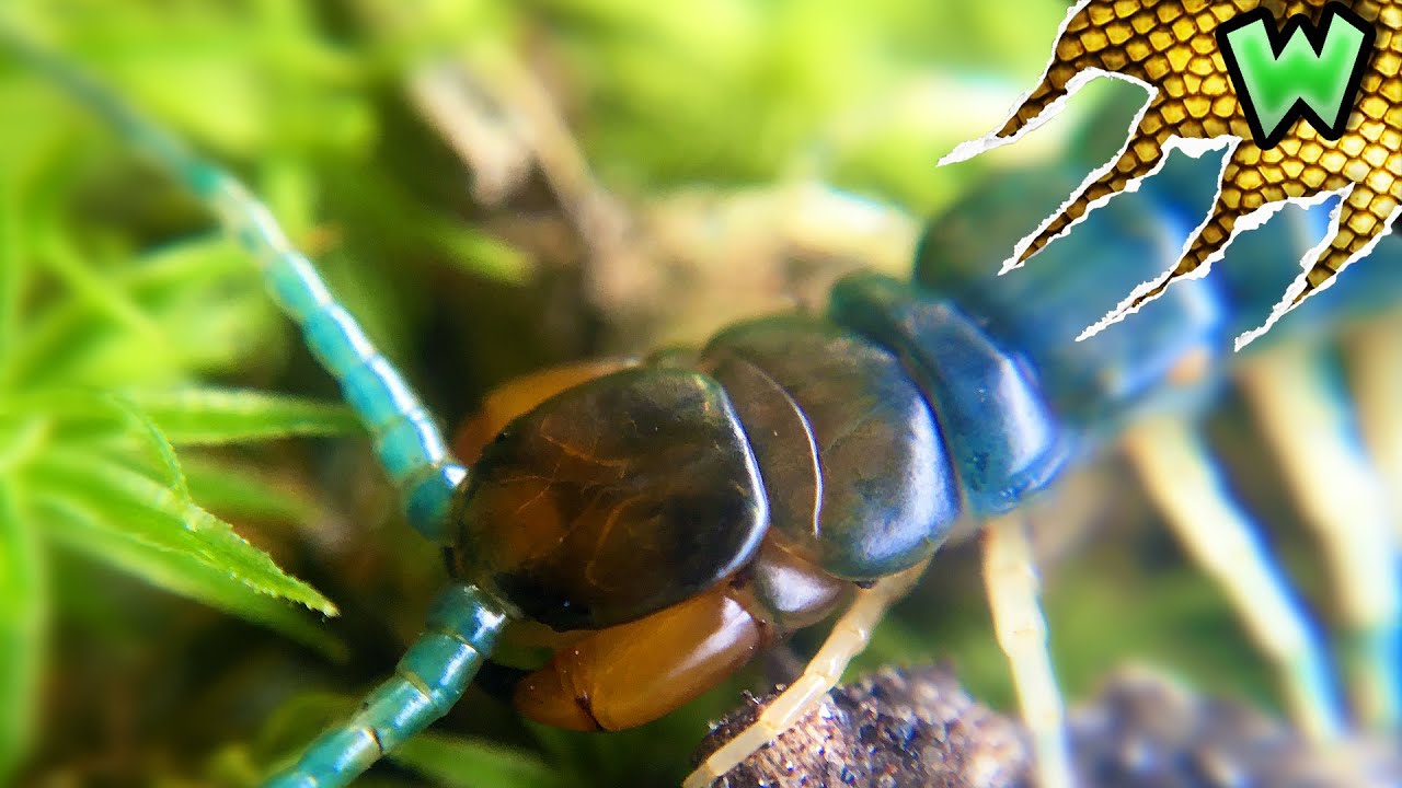 Incredibly RARE Blue Centipede!