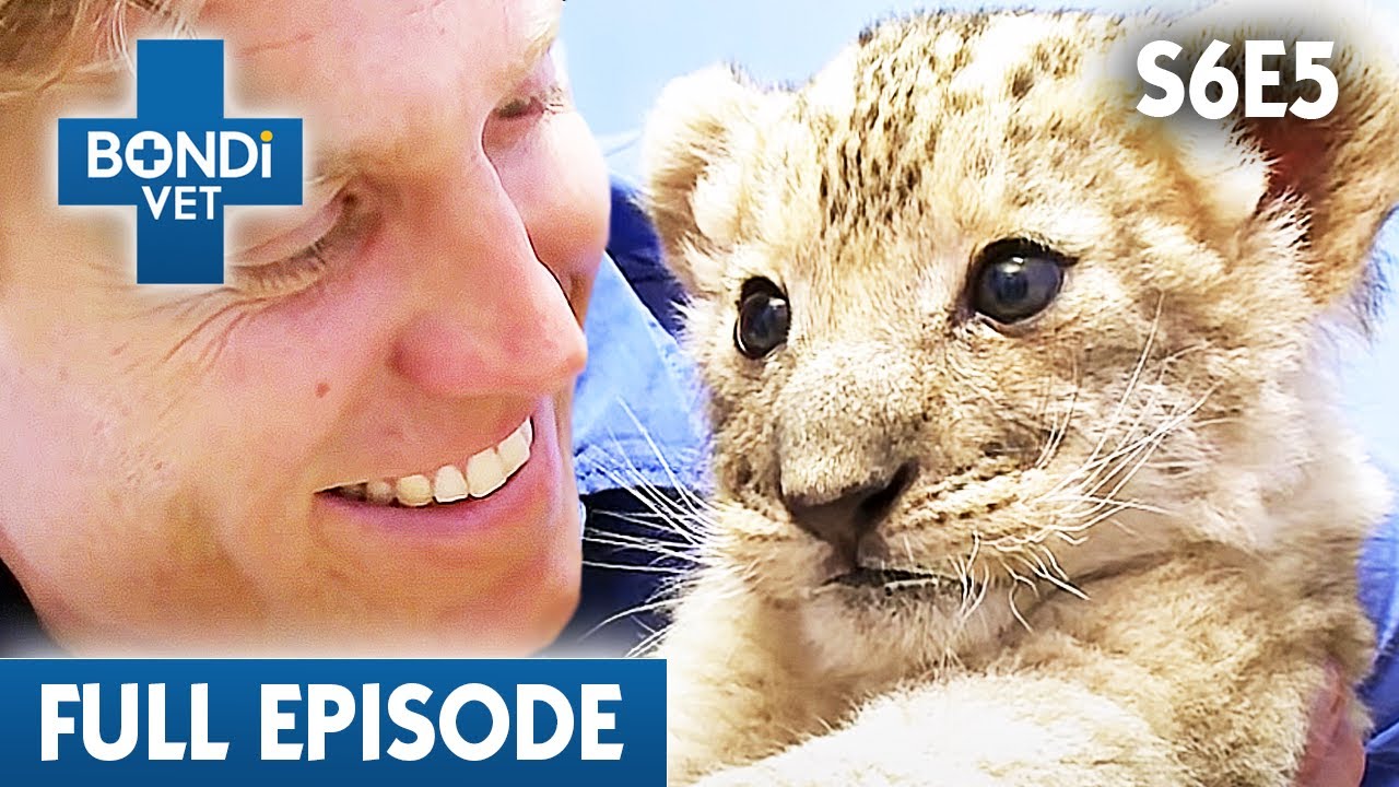 Lion Cub Abandoned By Own Mother 🦁| Bondi Vet Season 6 Ep5 | Bondi Vet Full Episodes | Bondi Vet