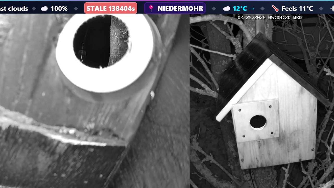 BirdsLiveStream.de with live music from me!