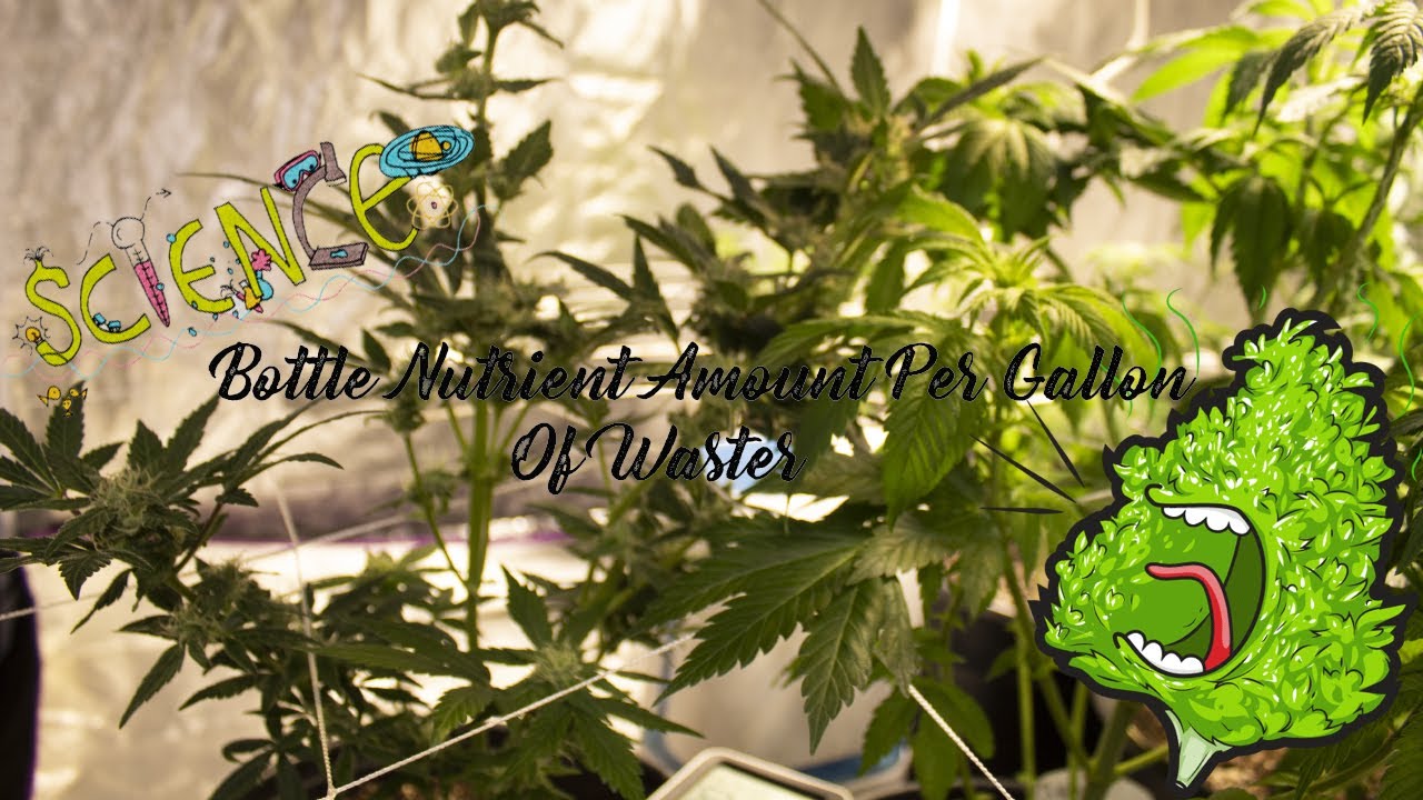 HOW TO Measure Bottle Nutrients Per GALLON For FEEDING |Cannabis|