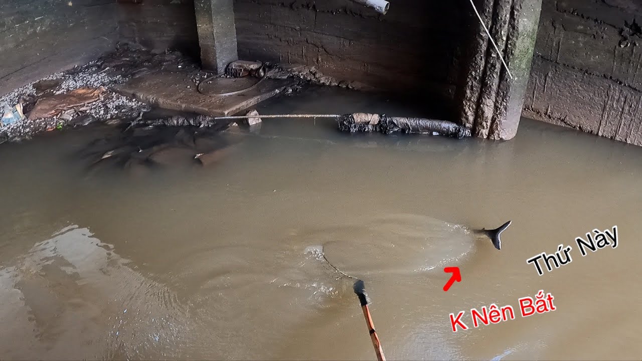 Giật Mình Gặp Thứ Này Khi Đi Kích Cá Vội Thả Ngay Lập Tức | Kích Cá Miền Tây | Catch Fish