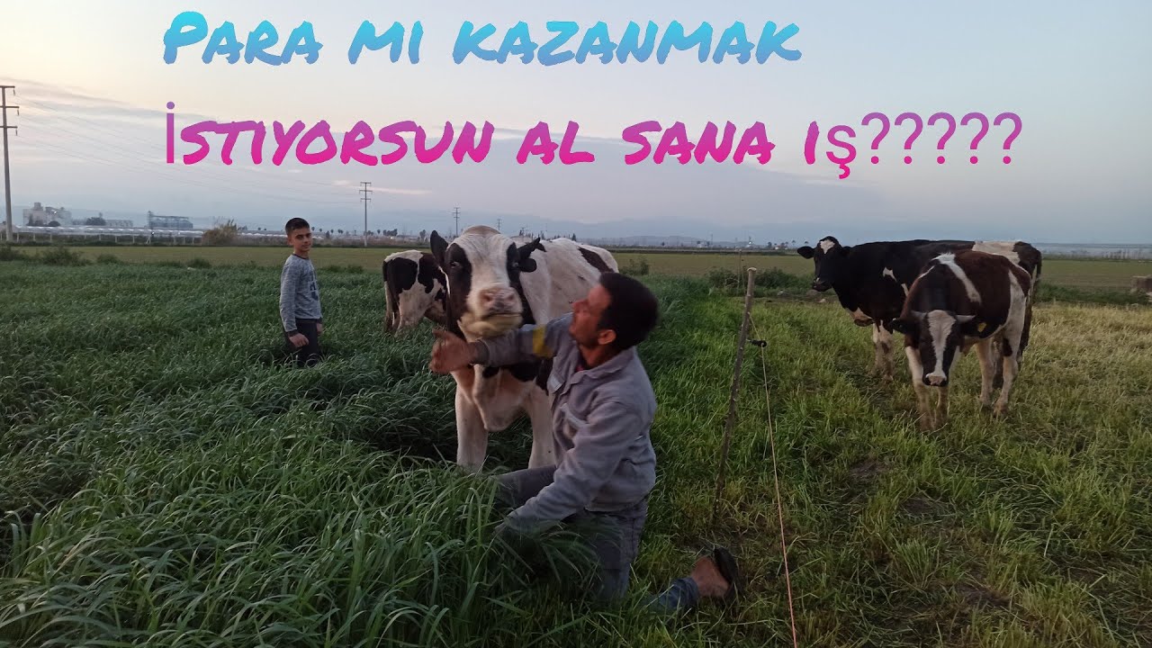 hayvancılık tan nasıl para kazanılır işin sırrı ve en püff noktalar