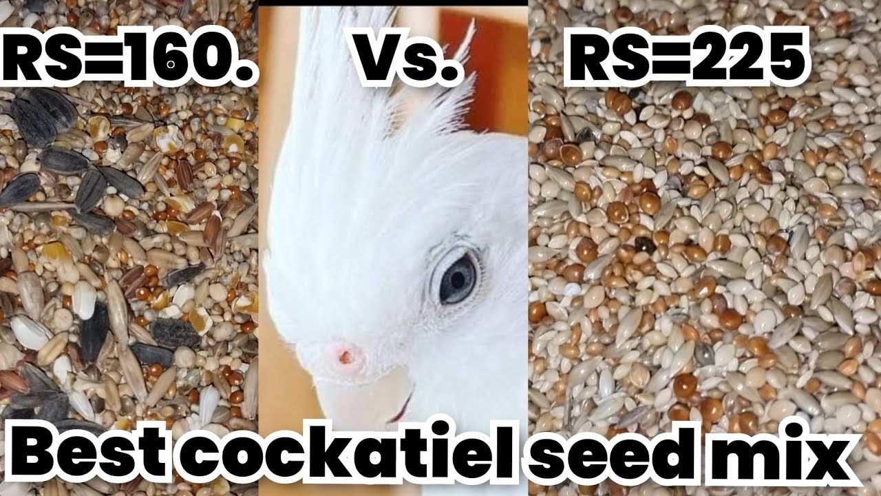 Best seed mix for cockatiel | Seeds mix for cocktiel | Cockatiel seed MIX |2025 | Millet rate update