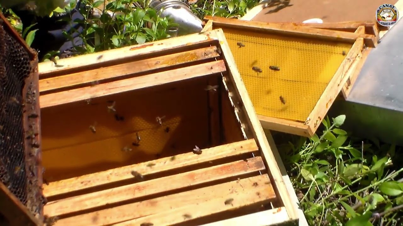 Atraidor o Enxame já Chegou #yutube_videos #atrativo #enxame @euclidessantanasantana