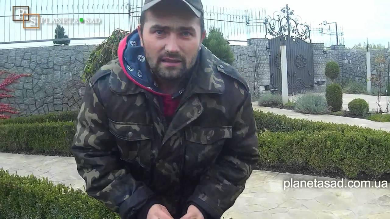 Уход за самшитом.Процедуры которые необходимо делать